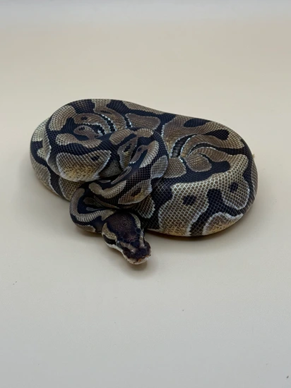 lesser poss yellow belly asphalt female ball python by... Yellow Belly/Asphalt Possibly Blackhead Ball Python by Tiger Eye ...