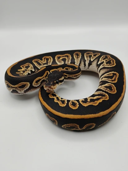 Black Pastel Black Head 66% Het Clown Ball Python by Shadow Serpents
