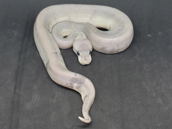 Silver Bullet Python Silver Bullet Ghost Ball Python by CK Industries