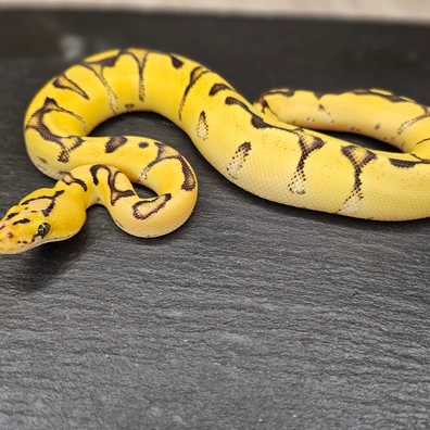 0.1 Super Orange Dream Enchi Clown Ball Python - female for sale from Chris Nrw Balls