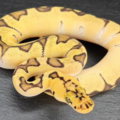 0.1 Super Orange Dream Pastel Enchi Clown Ball Python - female for sale from Chris Nrw Balls