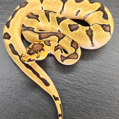 Super Orange Dream Enchi Clown Ball Python - female for sale from Chris Nrw Balls