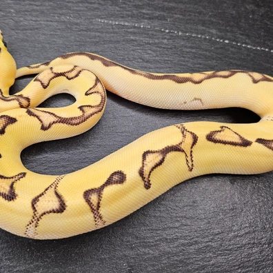 Super Orange Dream Super Pasteö Fire Enchi Clown Ball Python - female for sale from Chris Nrw Balls