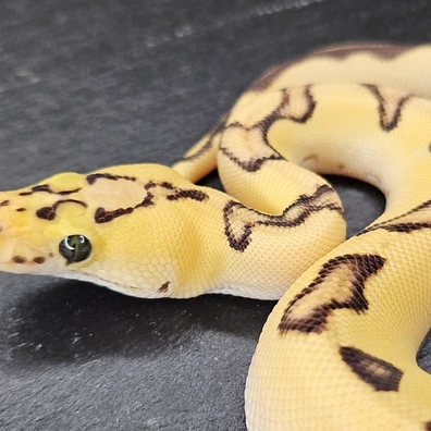 Super Orange Dream Super Pastel Fire Enchi Clown Ball Python - female for sale from Chris Nrw Balls