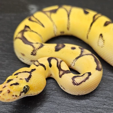 Super Orange Dream Enchi Fire Clown Ball Python - female for sale from Chris Nrw Balls