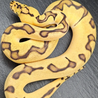 Super Orange Dream Pastel Enchi Clown Ball Python - female for sale from Chris Nrw Balls