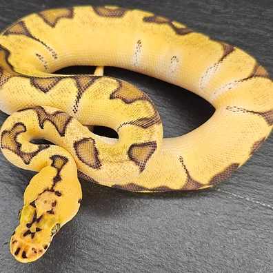 Super Orange Dream Pastel Enchi Clown Ball Python - male for sale from Chris Nrw Balls