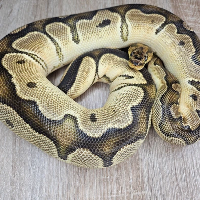 Orange Dream Clown Ball Python - female for sale from Chris Nrw Balls