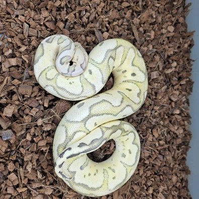 Orange Dream Firefly Clown Ball Python - male for sale from Chris Nrw Balls
