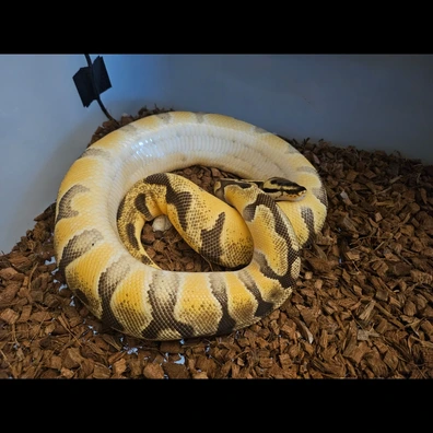 Orange Dream Enchi Pastel Het Clown Ball Python - female for sale from Chris Nrw Balls