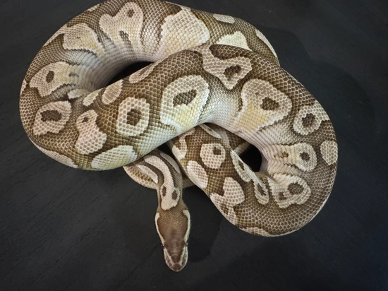 Lesser Platty Daddy Ball Python by Dade-County Reptiles305