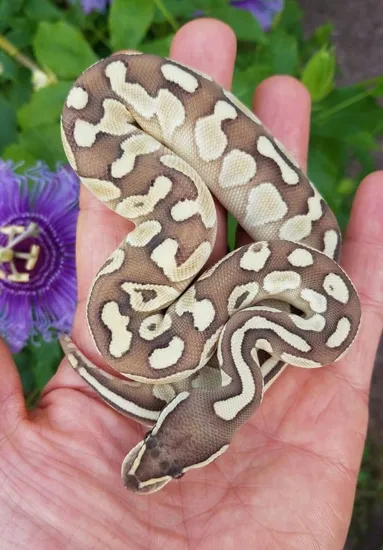 Lesser Chocolate Ball Python by Chung Reptiles