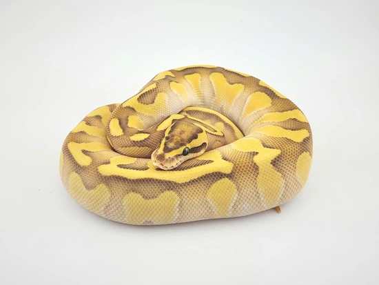 Lemonback Ball Python Morph Enchi Lesser Lemonback Het Clown Ball Python by Chung Reptiles