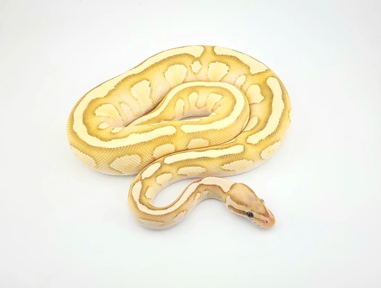 Lemonback Ball Python Morph Banana Enchi Lesser Lemonback Het Clown Ball Python by Chung Reptiles
