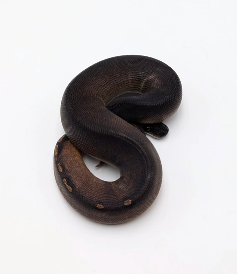 Super Black Head GHI 66% VPI Axanthic Ball Python by City Balls LLC