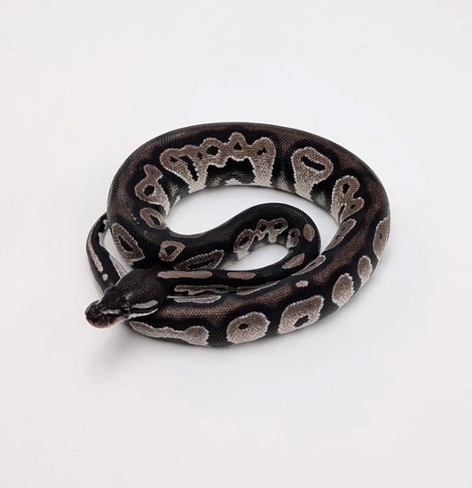 Black Head VPI Axanthic 66% Hypo Ball Python by City Balls LLC