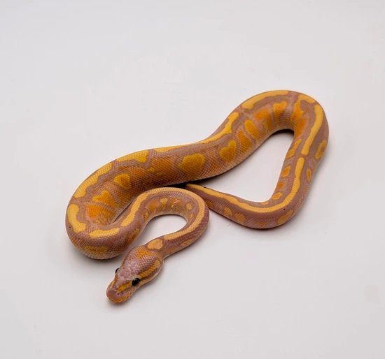 Banana Stranger Yellowbelly (Black Head) 100% Clown Ball Python by City ...
