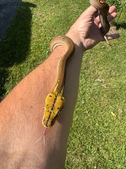 25% Sulawesi Phantom Motley Het Purple Or Caramel Reticulated Python by ...