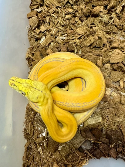 Orange Glow Phantom Goldenchild Het Purple Reticulated Python by Grand ...