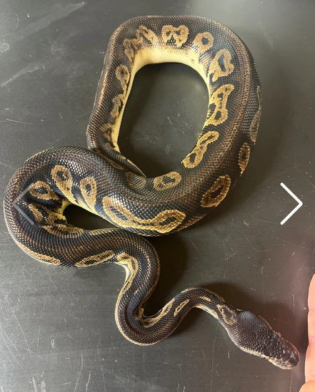 23 Super Black Head YB Ball Python by Raised to Life Reptile's
