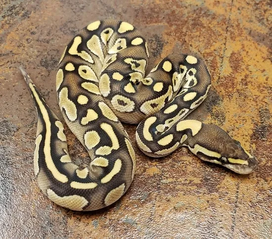 Butter Ball Python by CJs Pets