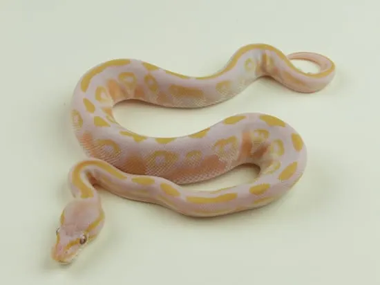 Lavender Ball Python Fish Mojave Blackhead Lavender Ball Python by Ck-pythons