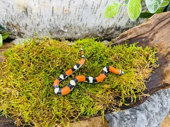 Tri Colored Hognose Tri-Color Hognose by Predators Reptile Center