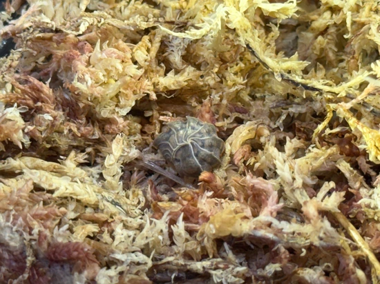 Godzilla Isopods (5 Count) by Predators Reptile Center