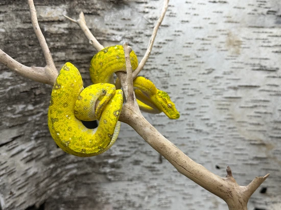 Biak Green Tree Python by Predators Reptile Center