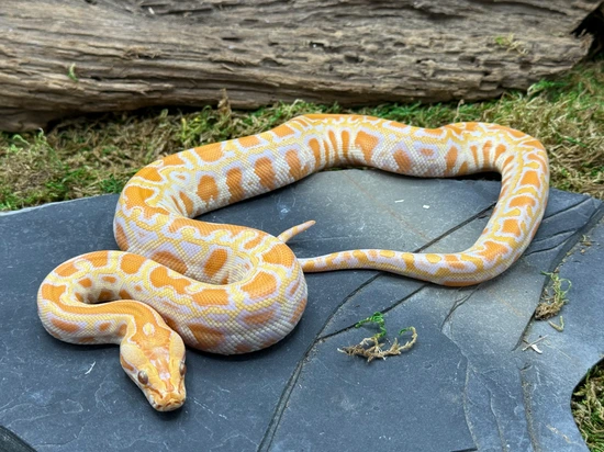 Albino Burmese Python by Predators Reptile Center