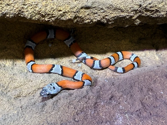Fresh Look at Sanderson Gray Banded Kingsnakes By Predators Reptile Center