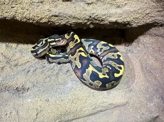 Gravel/Yellowbelly Het Clown Ball Python by Predators Reptile Center