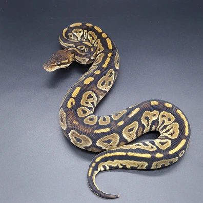 Bongo Leopard Het Monarch