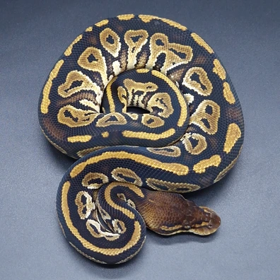 Bongo Leopard Het Monarch