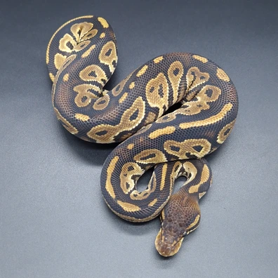 Bongo Leopard Het Monarch