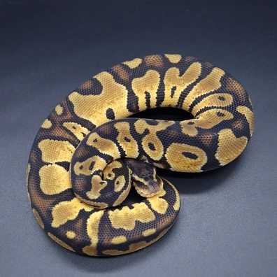 Pastel Het Monarch
