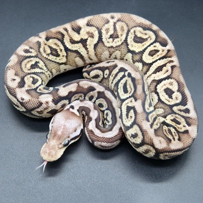 Black Pastel Yellowbelly Pastel Spotnose Hurricane Het Clown