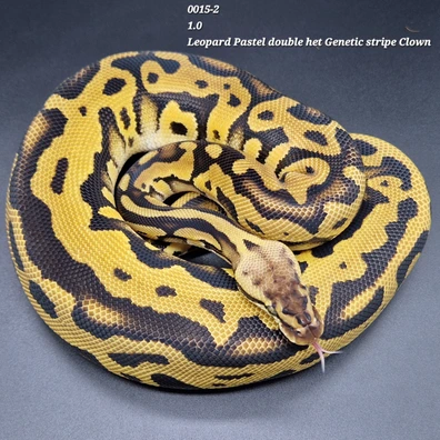 Breeding Group Proven Leopard Pastel Double Het Genetic Stripe Clown Ball Python - unknown for sale from DJ Constrictors