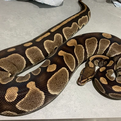 Chocolate Garcia Line