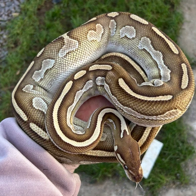 Butter Blackhead Het Lavender