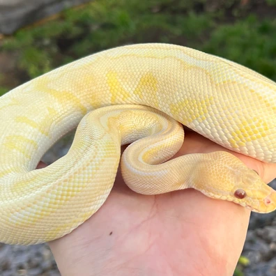 Lavender Genetic Stripe Male / Pastel Dh Female Adult