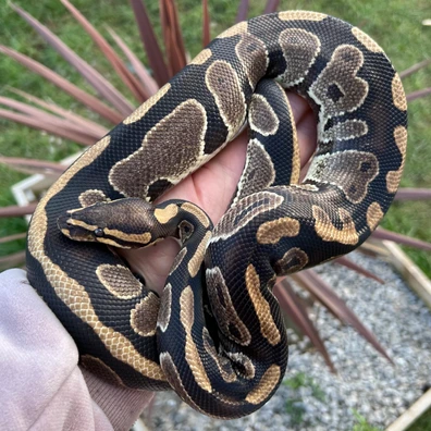 Chocolate Het Pied