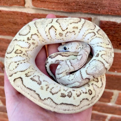 Hurricane Pastel Special Fire ( Enchi?) Clown Het Hypo