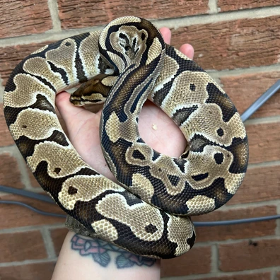 Special Jungle Woma Het Clown