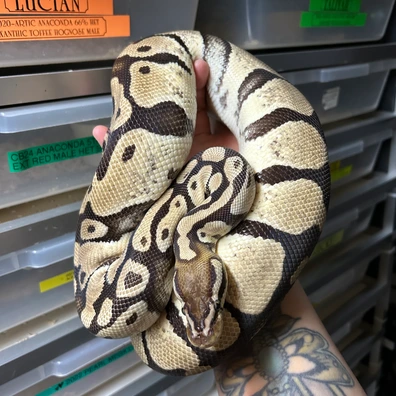 Pastel Het Lavender Het Pied Ball Python - female for sale from Classic Royal Morphs