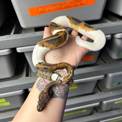Mahogany Pied 66% Het Albino Ball Python - unknown for sale from Classic Royal Morphs
