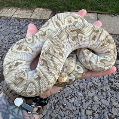 Pastel Ghi Mojave Clown Ball Python - male for sale from Classic Royal Morphs