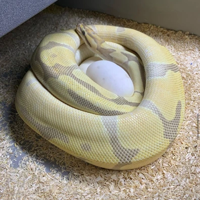 Pastel Enchi Od Hypo 50% Het Rainbow Ball Python - female for sale from Classic Royal Morphs