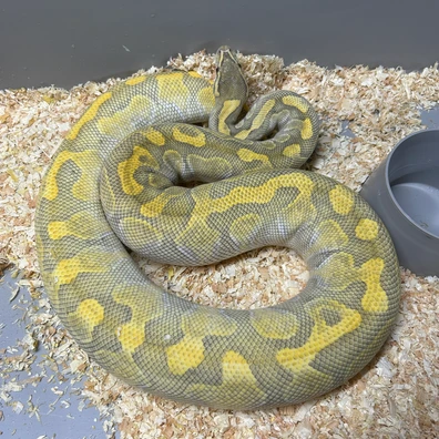 Enchi Lesser Hypo Rene Line Ball Python - female for sale from Classic Royal Morphs