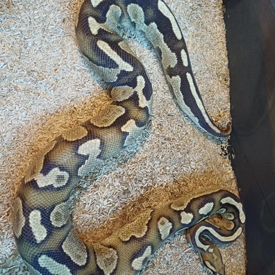 Cb21 Chocolate Fire Yellow Belly Het Hypo